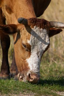 Cow Eating The Grass Stock Image