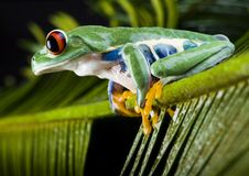 Red Eyed Leaf Frog Royalty Free Stock Photo Red Eyed Leaf Frog Royalty Free Stock Photo