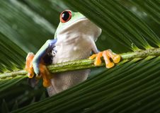 Red Eyed Leaf Frog Stock Photos Red Eyed Leaf Frog Stock Photos