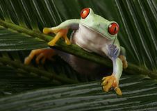 Red Eye Frog Royalty Free Stock Photos Red Eye Frog Royalty Free Stock Photos