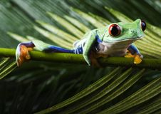 Red Eyed Leaf Frog Royalty Free Stock Photo Red Eyed Leaf Frog Royalty Free Stock Photo