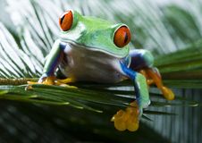 Red Eye Frog Royalty Free Stock Photos Red Eye Frog Royalty Free Stock Photos