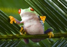 Red Eyed Leaf Frog Royalty Free Stock Images Red Eyed Leaf Frog Royalty Free Stock Images