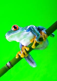 Red Eye Frog Royalty Free Stock Images Red Eye Frog Royalty Free Stock Images