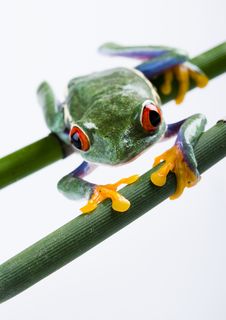 Red Eyed Tree Frog Stock Photo Red Eyed Tree Frog Stock Photo