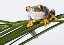 Red Eyed Tree Frog Royalty Free Stock Image Red Eyed Tree Frog Royalty Free Stock Image