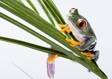 Red Eye Frog Royalty Free Stock Images Red Eye Frog Royalty Free Stock Images