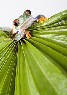 Red Eyed Tree Frog Stock Image Red Eyed Tree Frog Stock Image