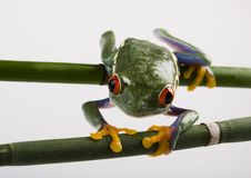 Frog Stock Photos