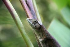 Lizard Royalty Free Stock Photography Lizard Royalty Free Stock Photography