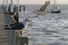 Flock Of Gulls In The Port Royalty Free Stock Images Flock Of Gulls In The Port Royalty Free Stock Images