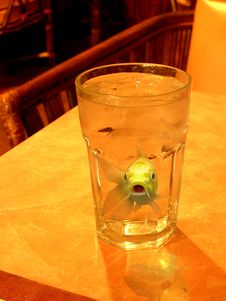 Fish In A Glass Of Water Stock Images Fish In A Glass Of Water Stock Images