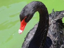 Swan Stock Image Swan Stock Image