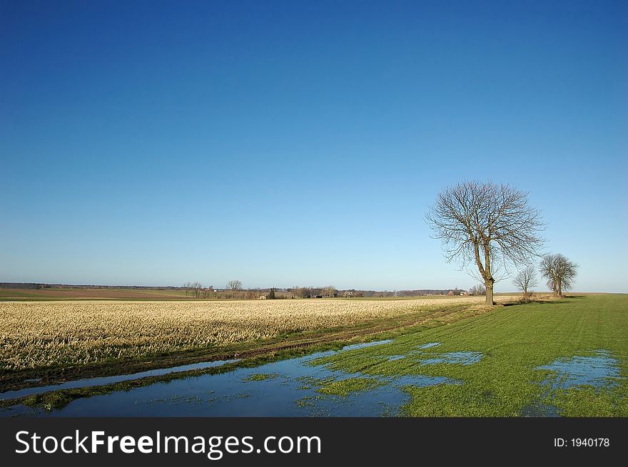 Alone tree on the blue sky background