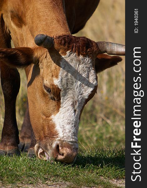 Close-up photo of a cow that eating a grass. Close-up photo of a cow that eating a grass