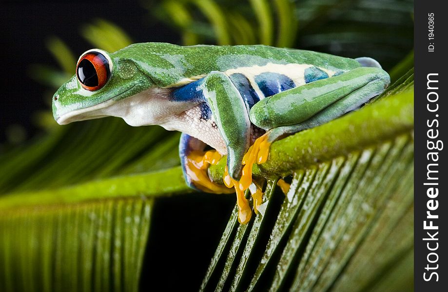 Frog - small animal with smooth skin and long legs that are used for jumping. Frogs live in or near water. / The Agalychnis callidryas, commonly know as the Red-eyed tree Frog is a small (50-75 mm / 2-3 inches) tree frog native to rainforests of Central America. Frog - small animal with smooth skin and long legs that are used for jumping. Frogs live in or near water. / The Agalychnis callidryas, commonly know as the Red-eyed tree Frog is a small (50-75 mm / 2-3 inches) tree frog native to rainforests of Central America.