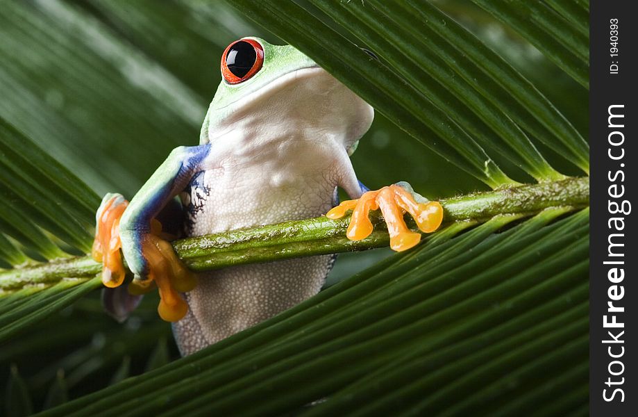 Frog - small animal with smooth skin and long legs that are used for jumping. Frogs live in or near water. / The Agalychnis callidryas, commonly know as the Red-eyed tree Frog is a small (50-75 mm / 2-3 inches) tree frog native to rainforests of Central America. Frog - small animal with smooth skin and long legs that are used for jumping. Frogs live in or near water. / The Agalychnis callidryas, commonly know as the Red-eyed tree Frog is a small (50-75 mm / 2-3 inches) tree frog native to rainforests of Central America.