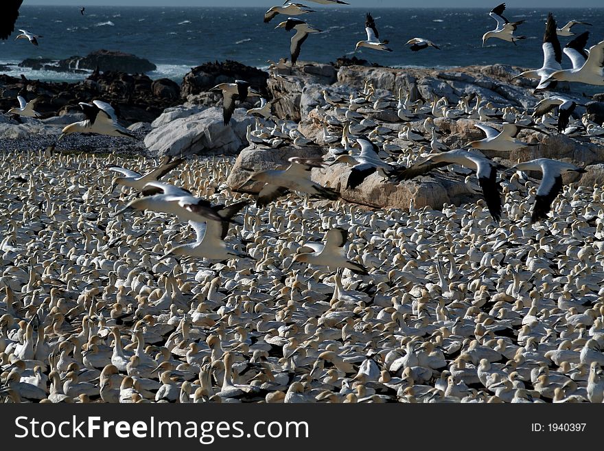 A flock of gannets at Bird Island , Lamberts Bay, South Africa. A flock of gannets at Bird Island , Lamberts Bay, South Africa.