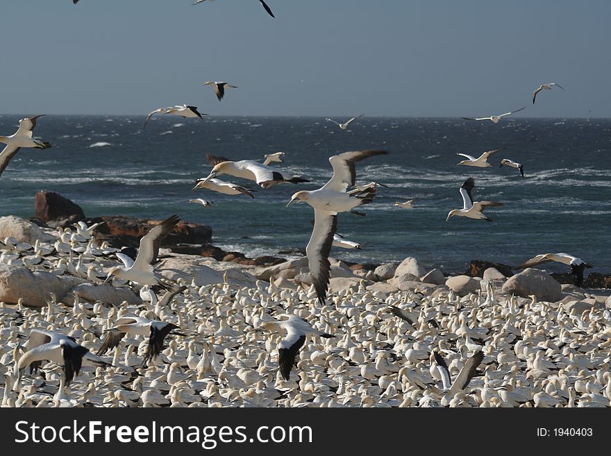 A flock of gannets at Bird Island , Lambert's Bay, South Africa. A flock of gannets at Bird Island , Lambert's Bay, South Africa.