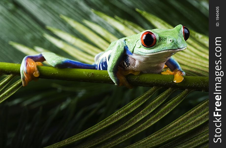 Red Eyed Leaf Frog