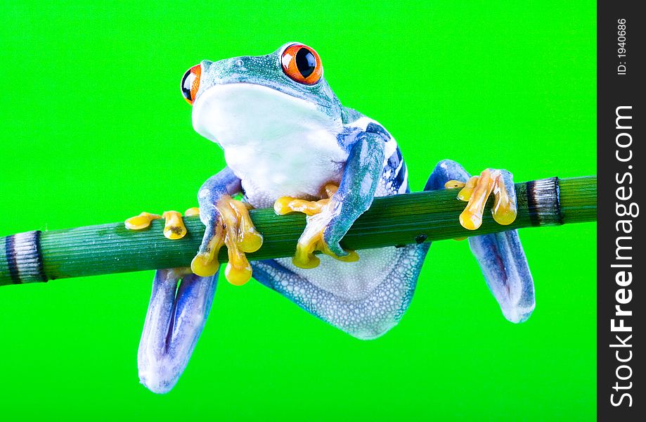 Frog - small animal with smooth skin and long legs that are used for jumping. Frogs live in or near water. / The Agalychnis callidryas, commonly know as the Red-eyed tree Frog is a small (50-75 mm / 2-3 inches) tree frog native to rainforests of Central America.