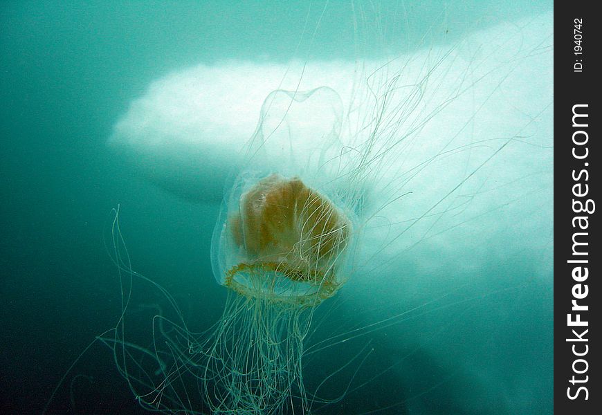 Jellyfish Iceberg