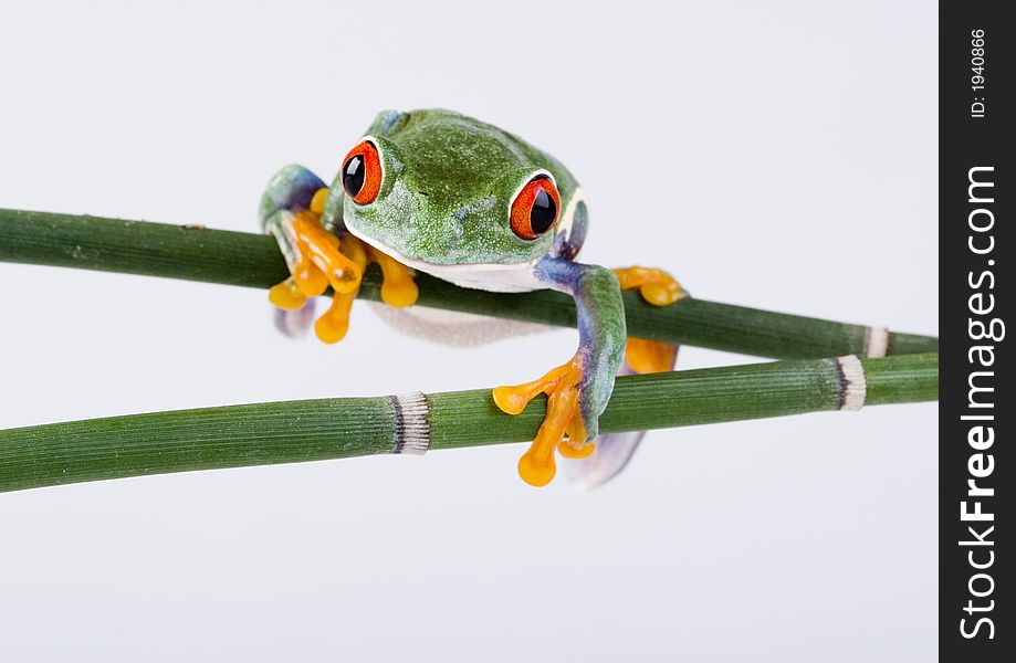 Red eyed tree frog