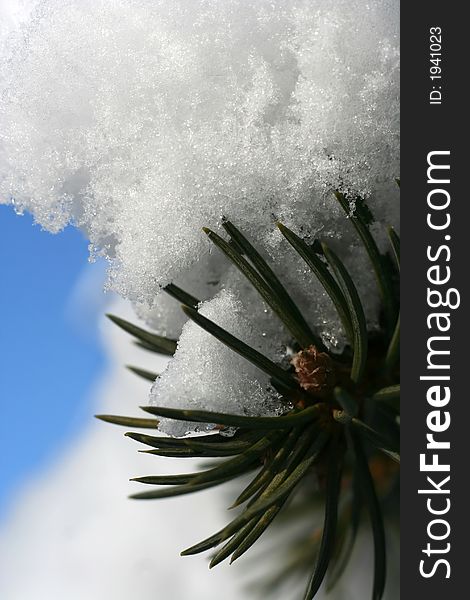 Spruce branch with snow and blue sky background, very detailed close-up shot