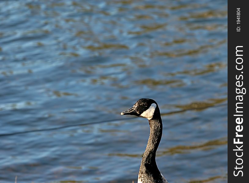 Goose from the neck up looking at water. Room for copy space. Goose from the neck up looking at water. Room for copy space
