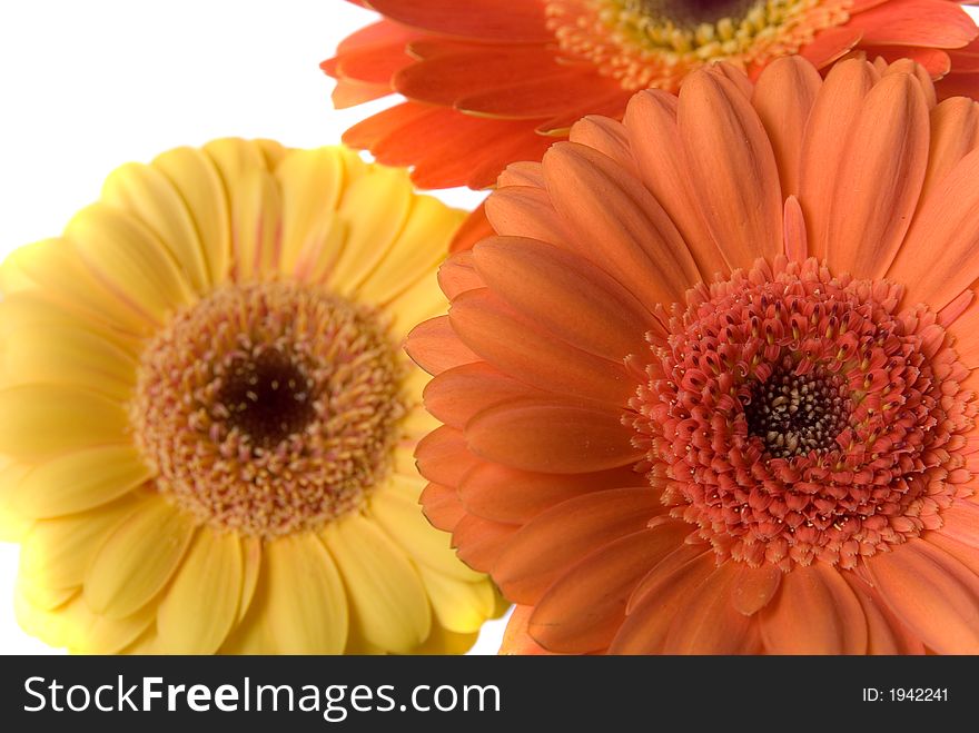 Flowers background texture iosolated on white background