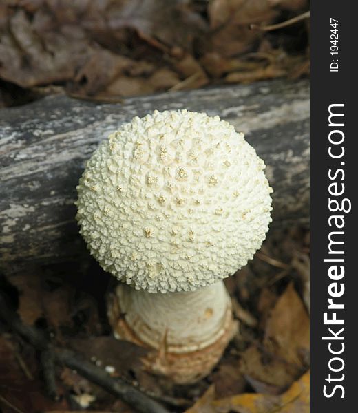 White cap Convex Mushroom in woods