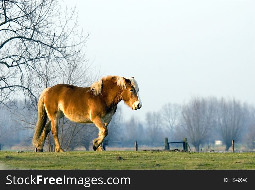A brown horse walking on farmland