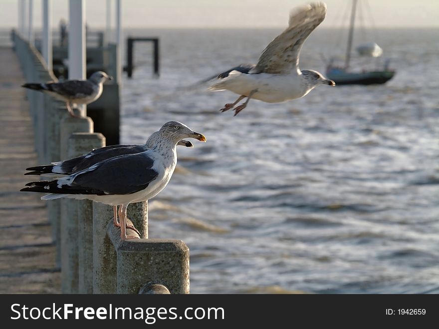 Flock of gulls in the port resting and flying