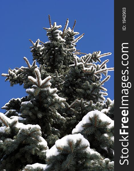 Snowy winter tree on a blue sky background. Snowy winter tree on a blue sky background