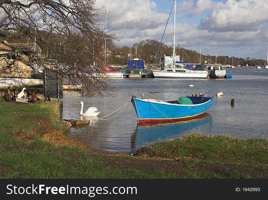 Ducks & swans by river inlet