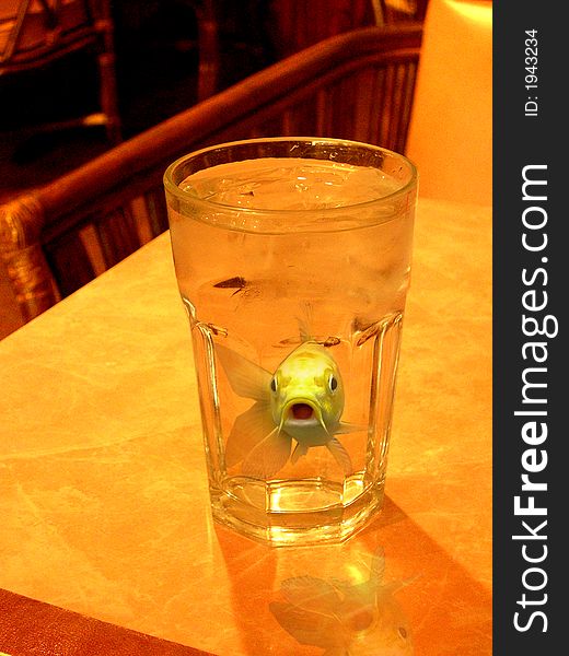 A big gold fish in a glass of water. sitting on a table cloth