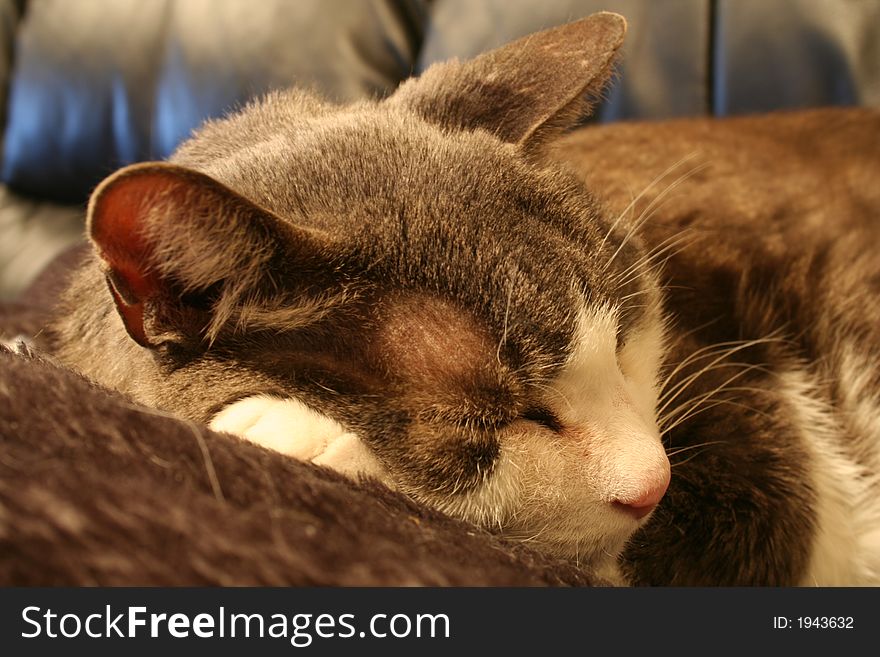 A Gray house cat on a black leather couch. A Gray house cat on a black leather couch