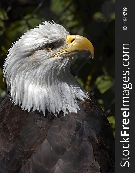 American Eagle in captivity on Long Island. American Eagle in captivity on Long Island
