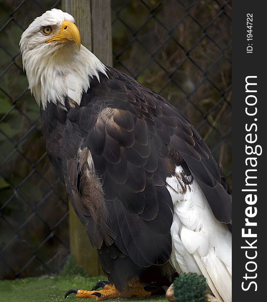 Eagle In Captivity
