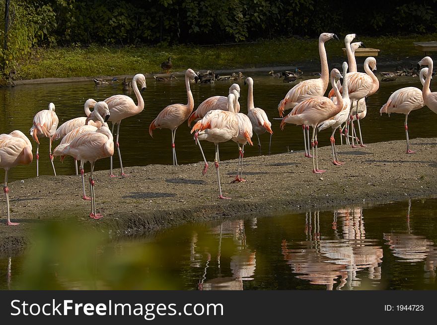 Group of Pink Flamingos at evening sunset. Group of Pink Flamingos at evening sunset