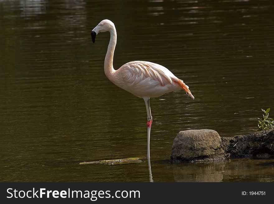 Single Flamingo standing in water staring ahead