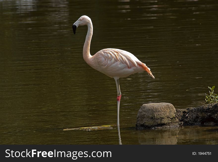 Flamingo Standing