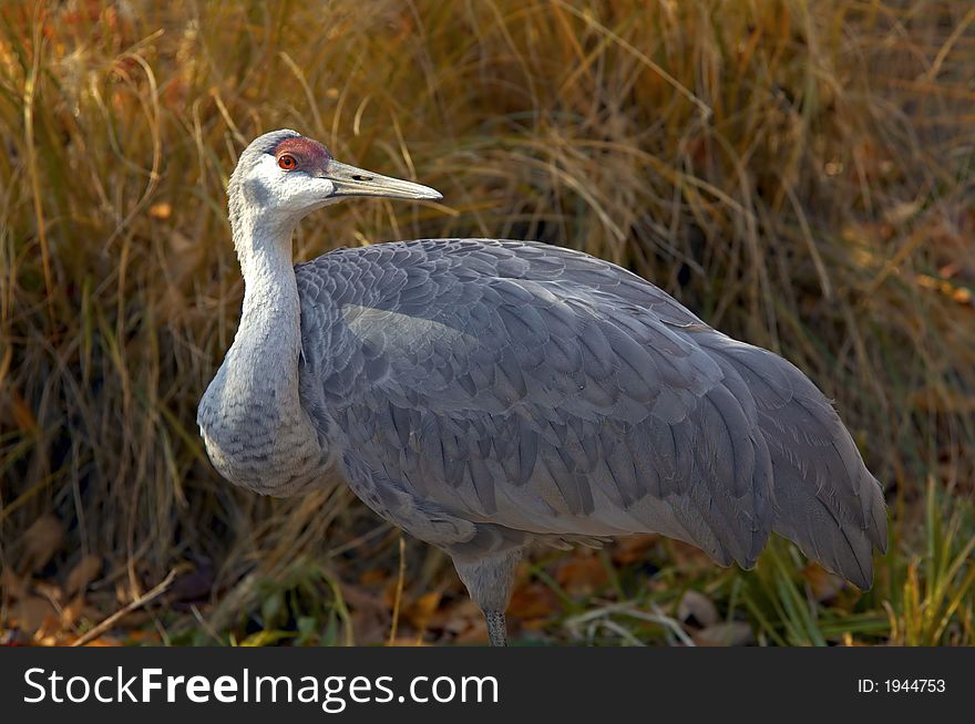 Crane standing in the weeds at sunset. Crane standing in the weeds at sunset