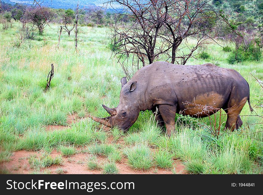 Rhinoceros-mud on his belly and legs-threatening pose-green grass around-trees on background. Rhinoceros-mud on his belly and legs-threatening pose-green grass around-trees on background