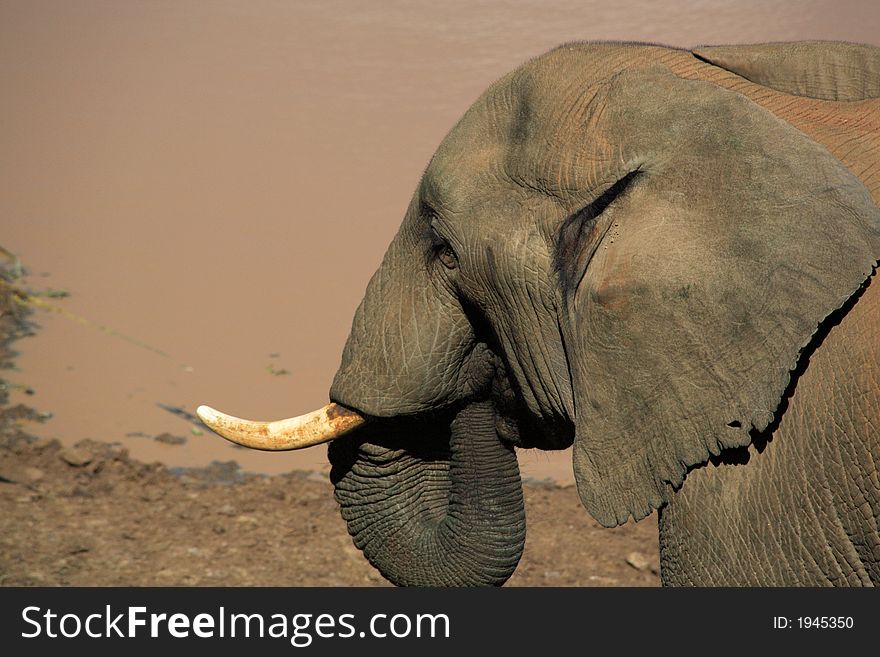 Elephant drinking from a waterhole