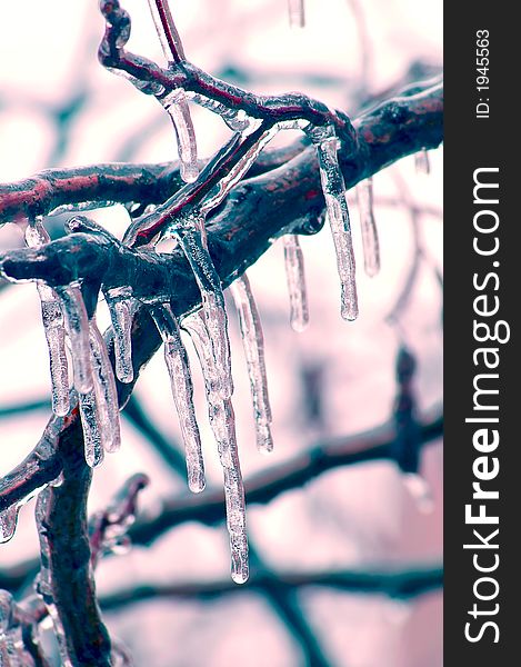 Icicles over branches lighted by rising sun