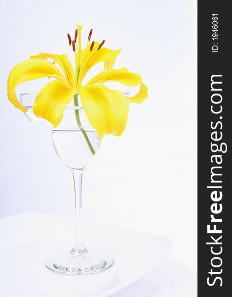 Bright yellow lily in a margarita glass on a white plate. Bright yellow lily in a margarita glass on a white plate