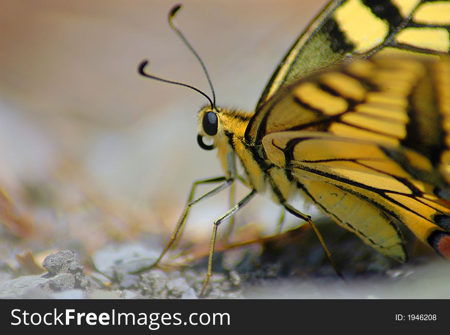 Butterfly Machaon on blured background. Butterfly Machaon on blured background