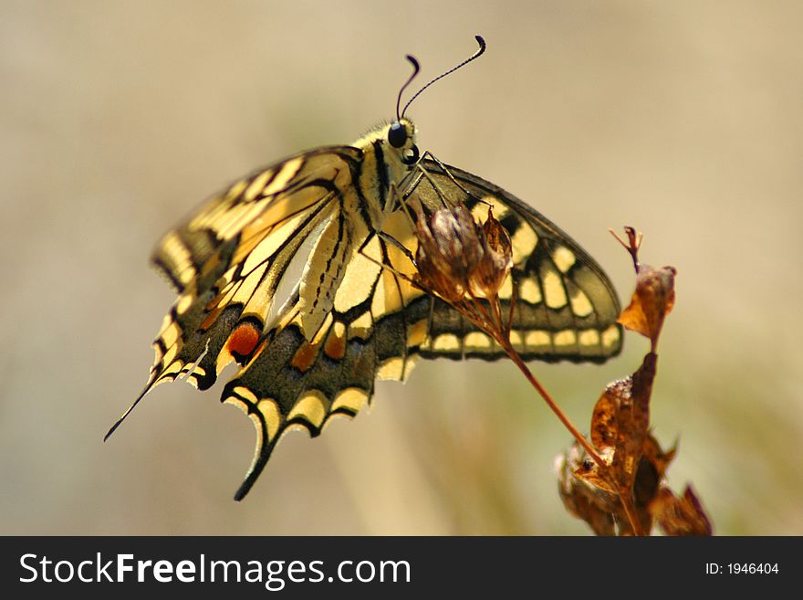 Butterfly Machaon 3