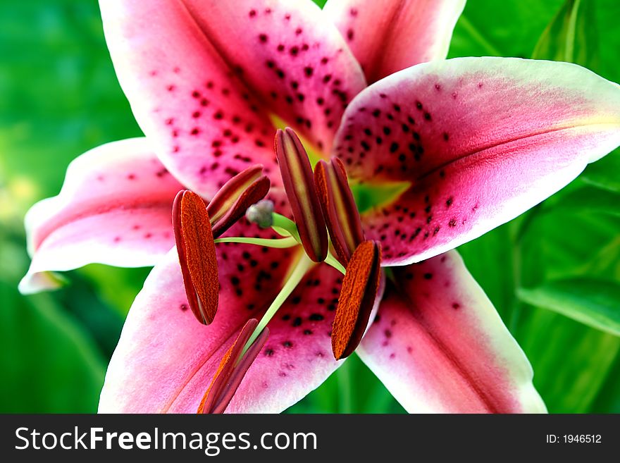 Bright pink lilly on white background